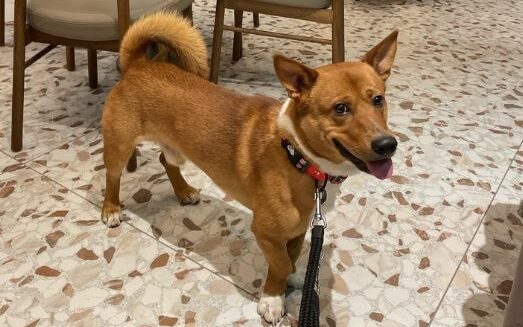 corgi akita mix