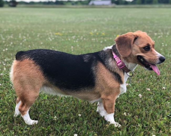 corgi and beagle mix