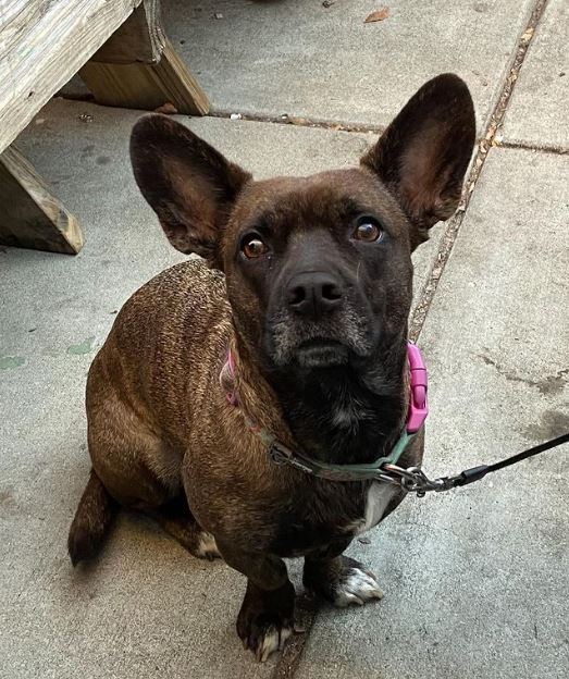 corgi bulldog mix