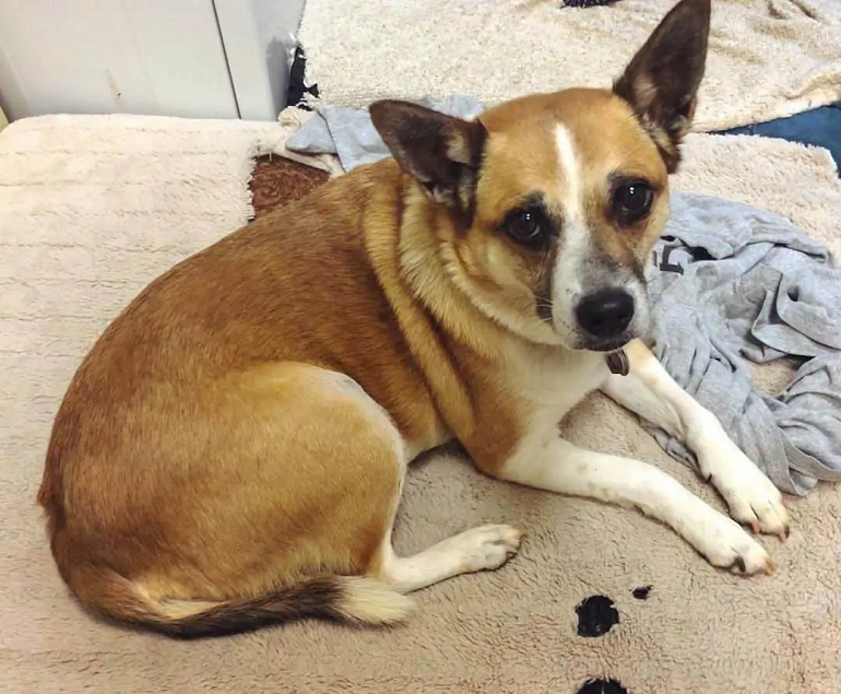 corgi mastiff mix
