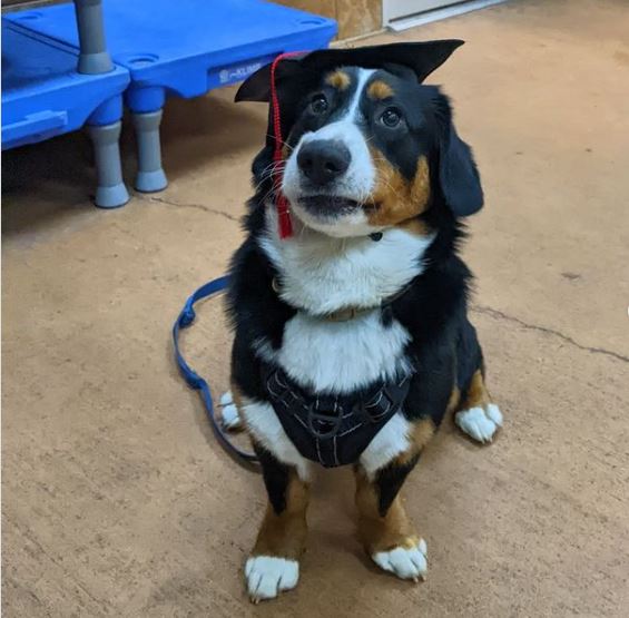 corgi mixed breeds
