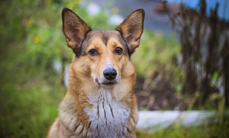 corgi mixes
