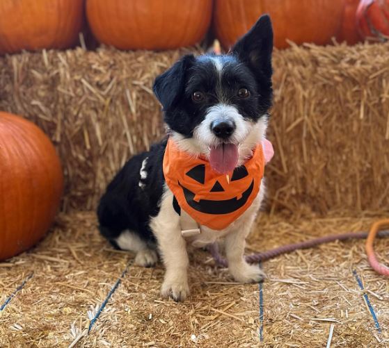 corgi poodle mix