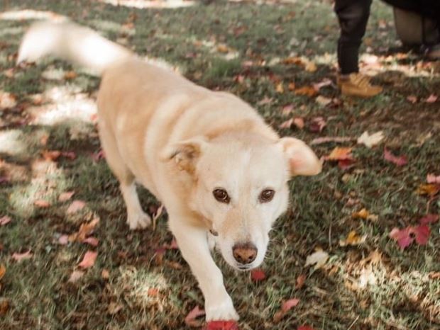 corgi retriever mix for sale