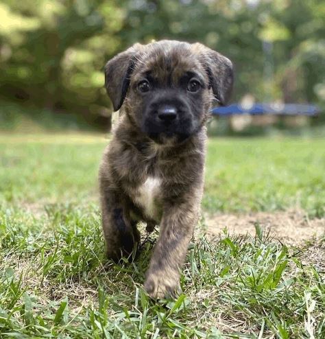 corgi terrier mix