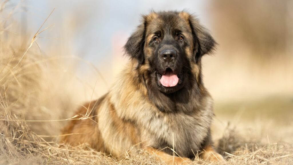 cost Leonberger dog