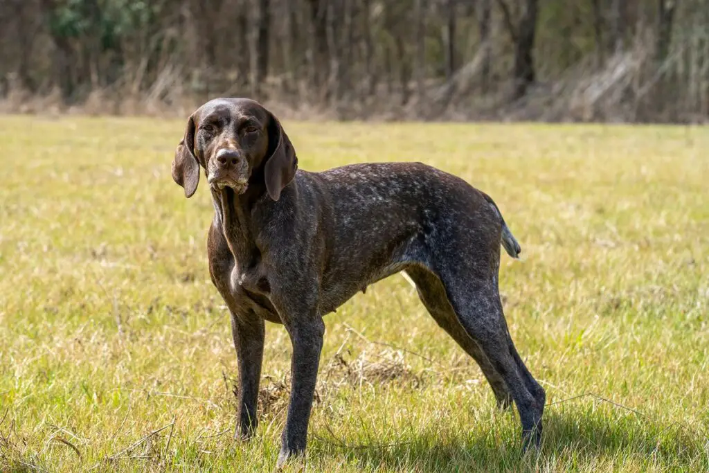 country breed dogs