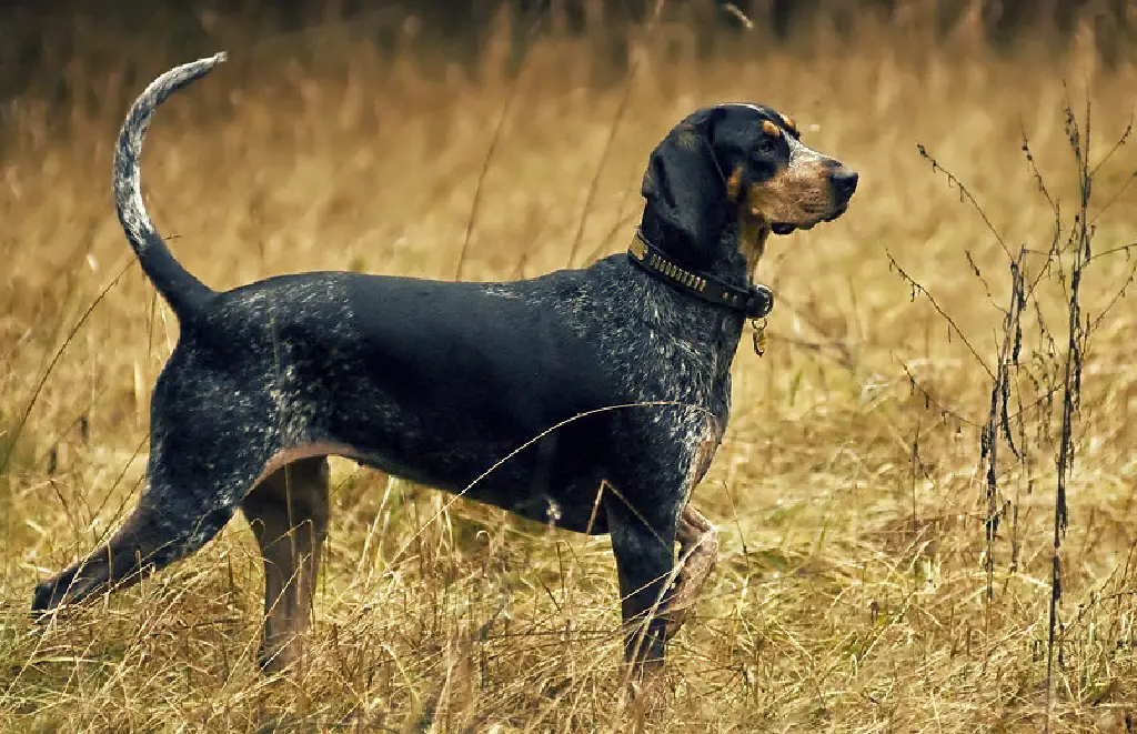 country dog