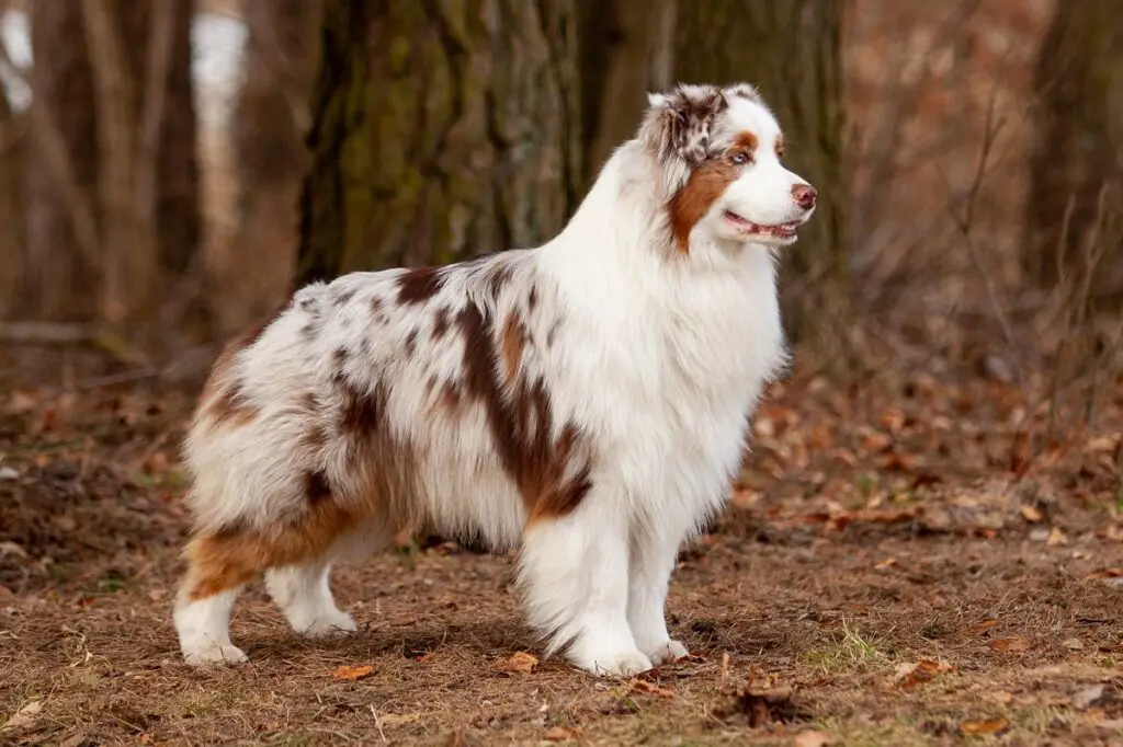 country guard dog