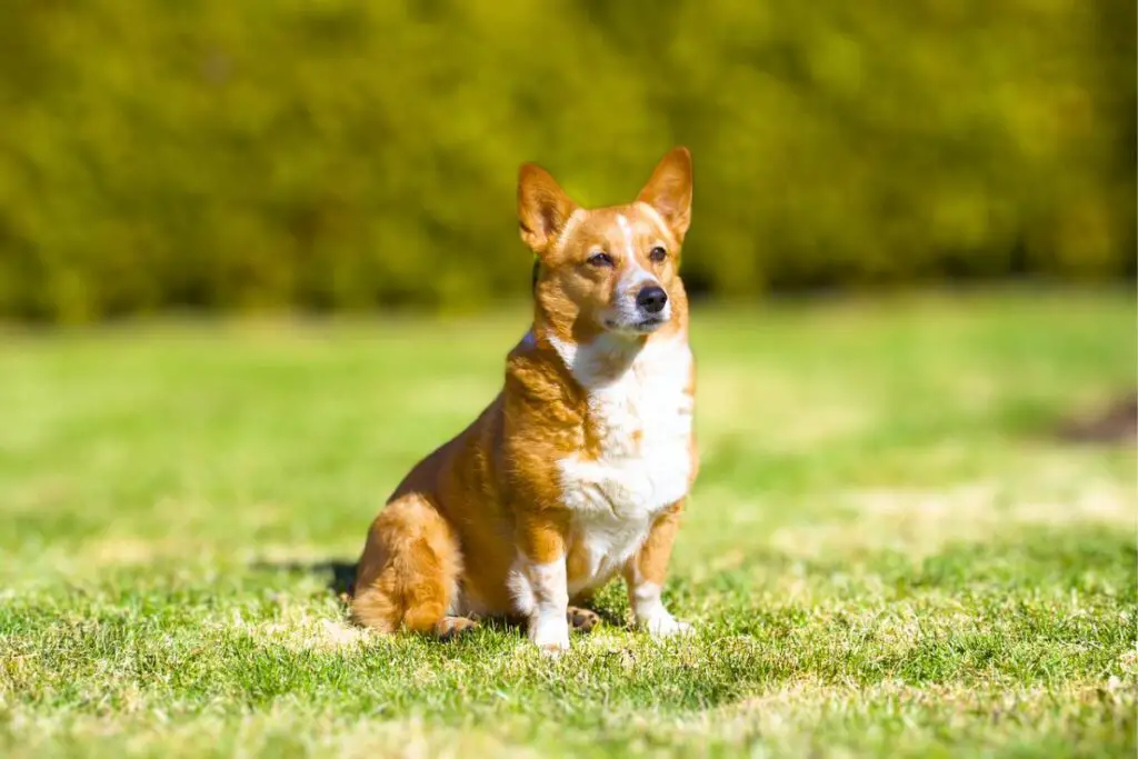 country guard dog breeds