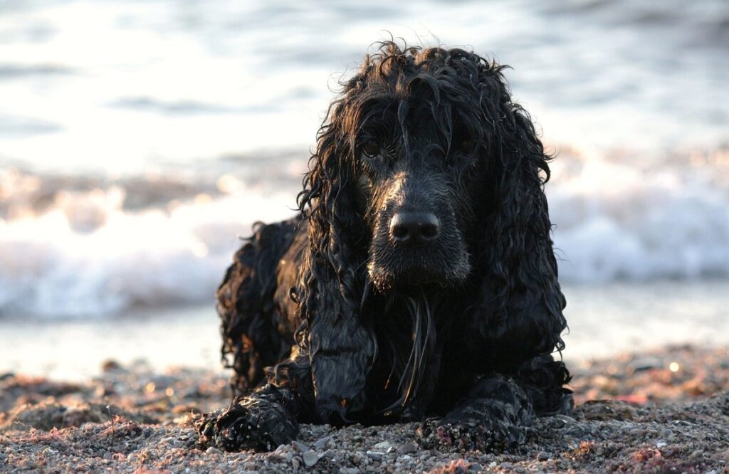 cute black dog
