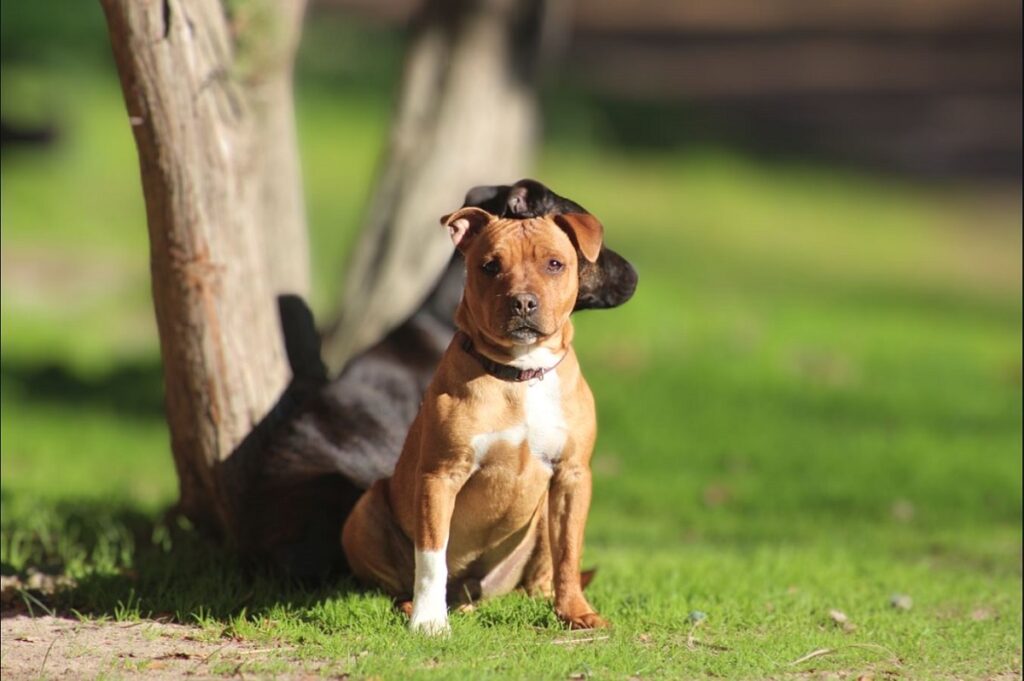 cute guard dogs
