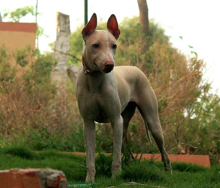 cute hairless dog
