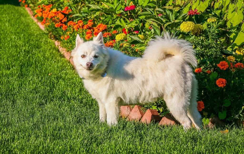 cute little white dog
