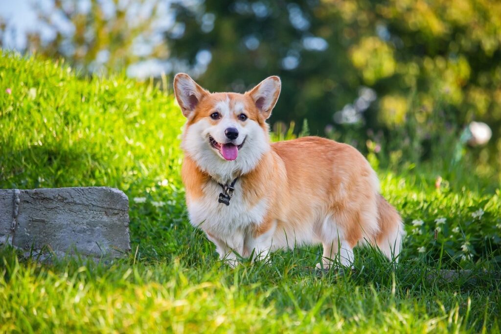 cute shepherd breeds