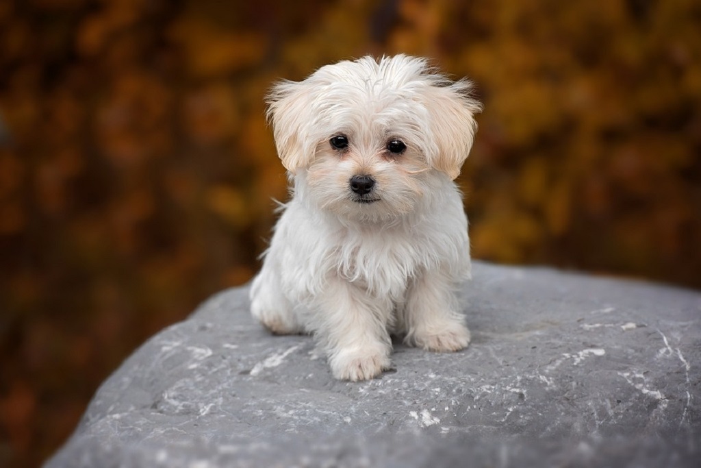 cute small white dog