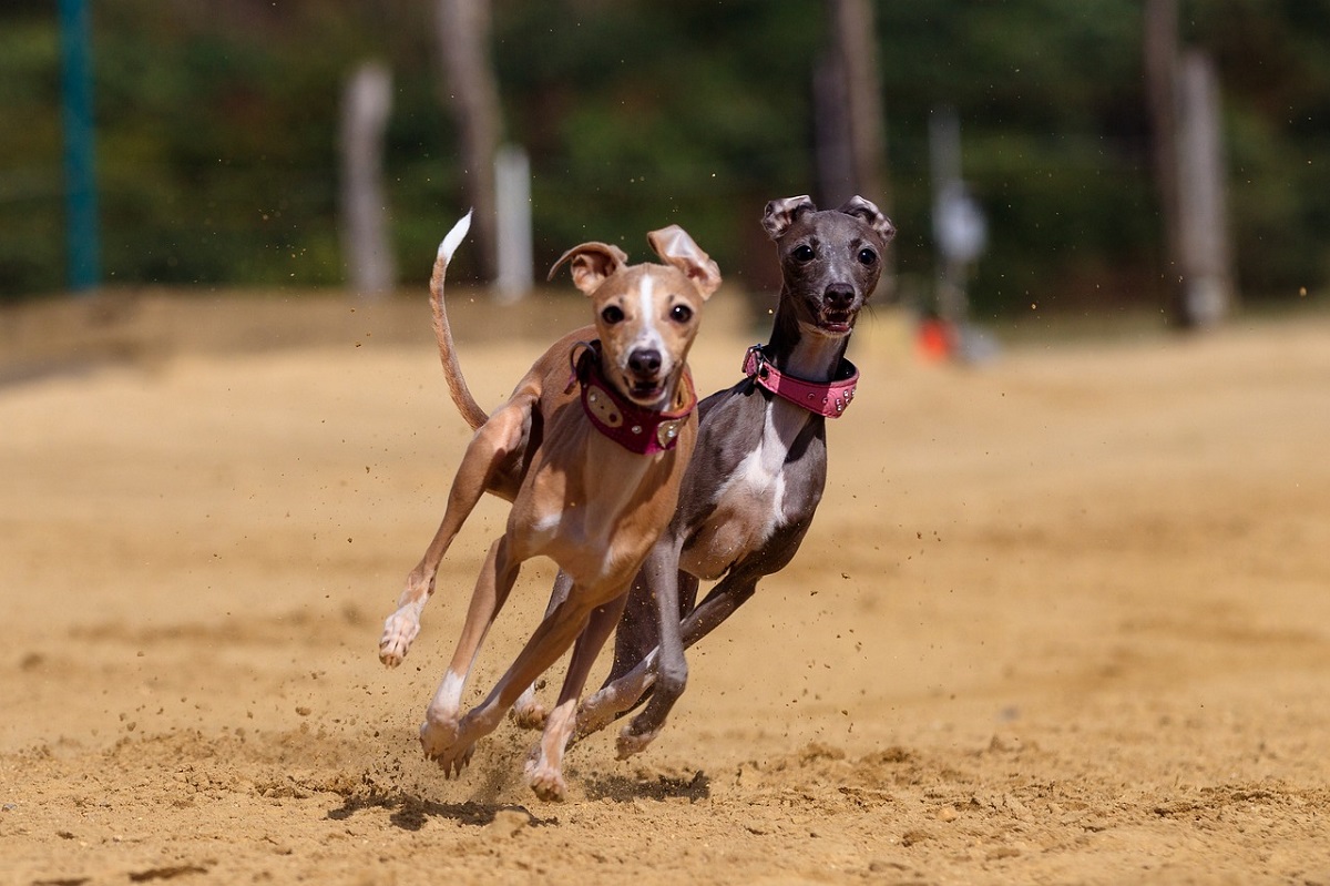 desert dog breeds