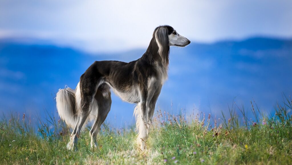 7 Best Dog Breeds For Desert Climate EN Pet YOLO