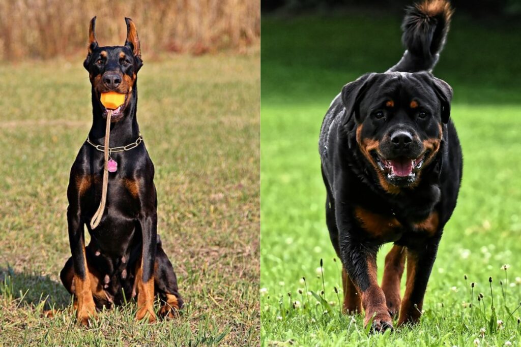 difference between doberman and rottweiler
