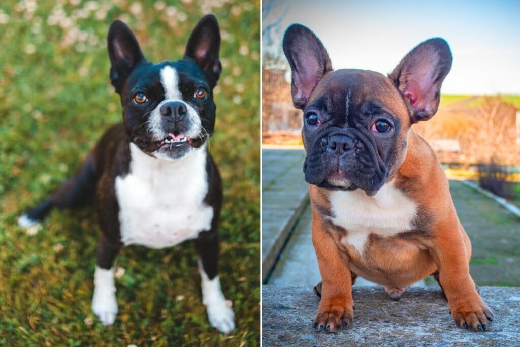 difference between french bulldog and boston terrier