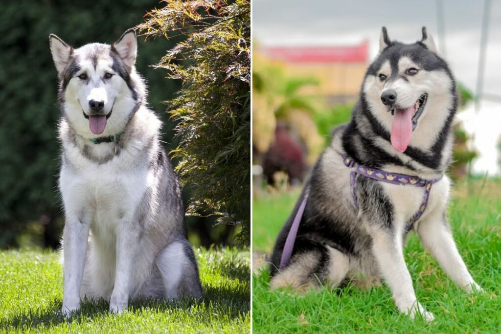 difference between malamute and husky