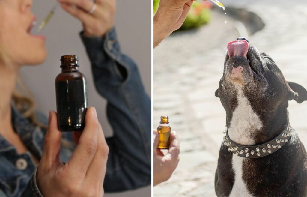 difference between pet cbd and human cbd