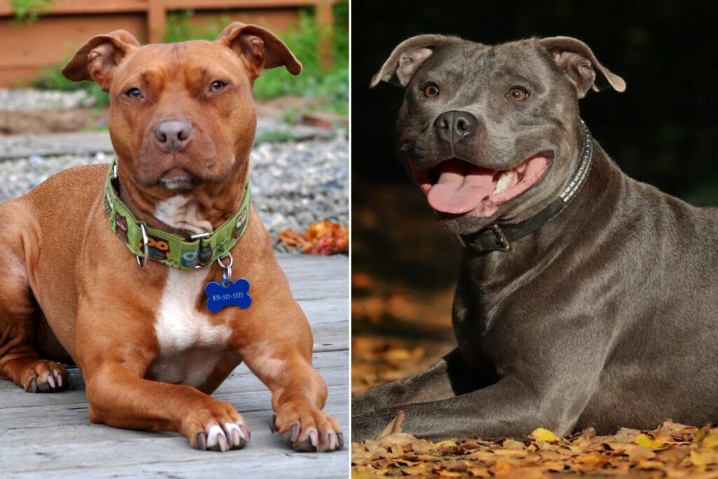 difference between pit bull and staffordshire terrier