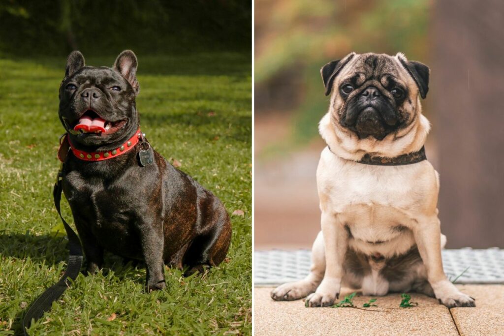 difference between pugs and french bulldogs