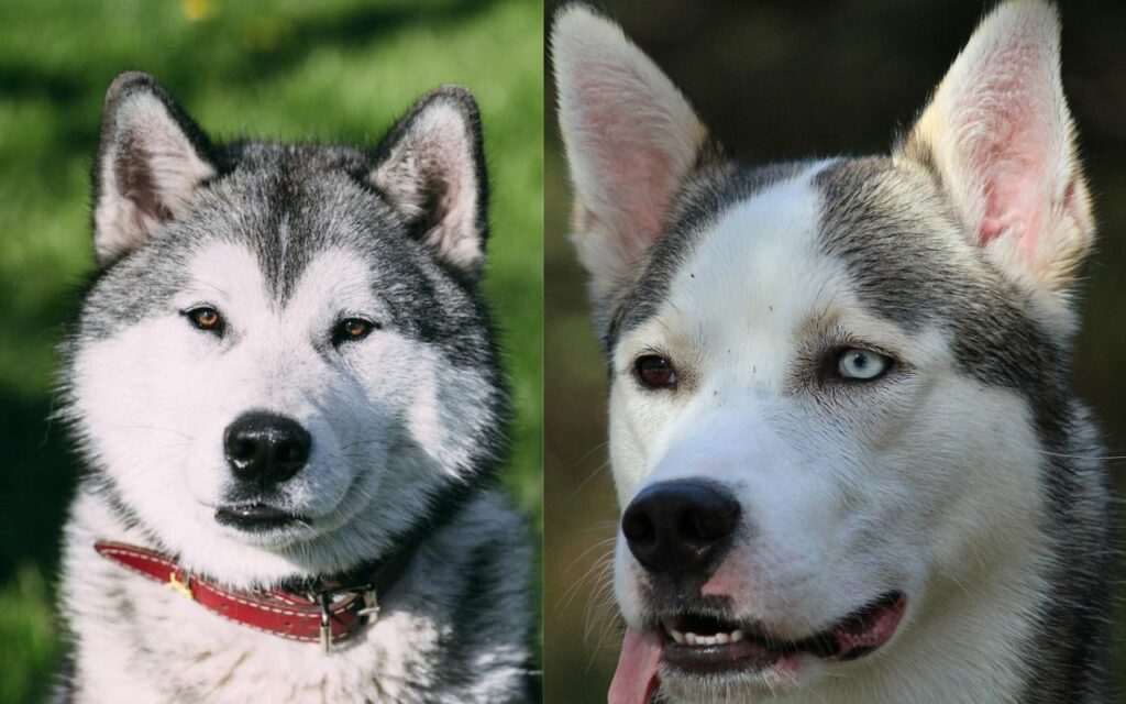 difference between siberian husky and alaskan husky