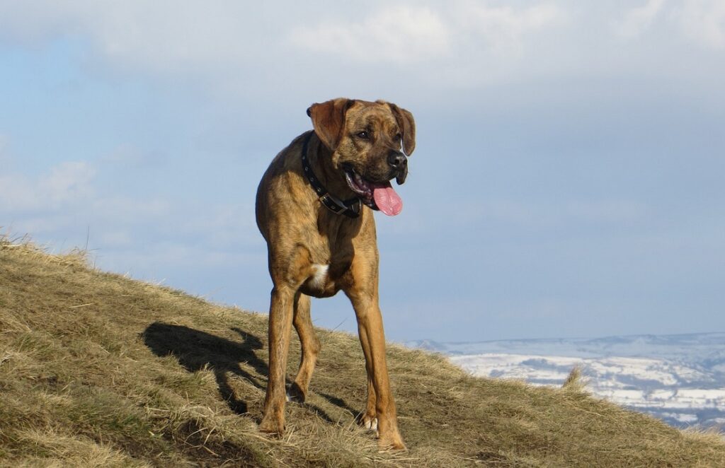 different boxer breeds