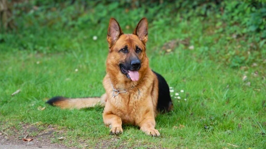 different breeds of german shepherds