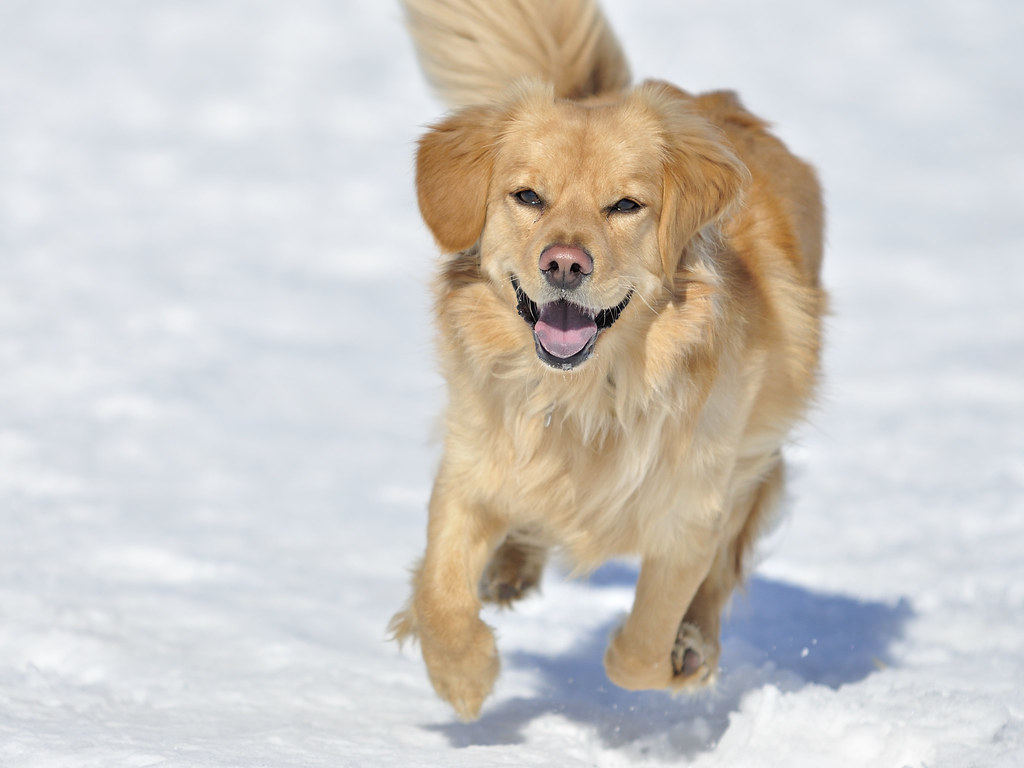 different breeds of golden retrievers
