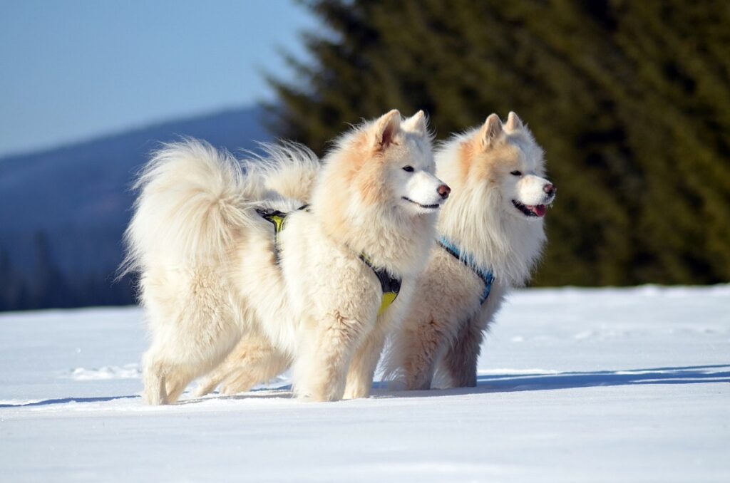 different husky breeds
