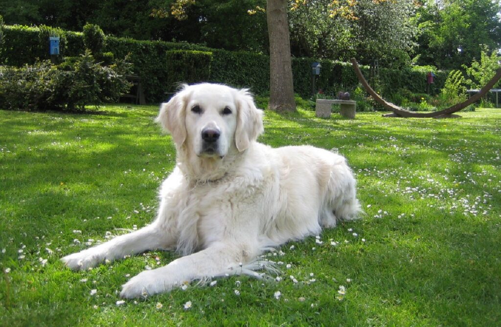 different kinds of golden retrievers
