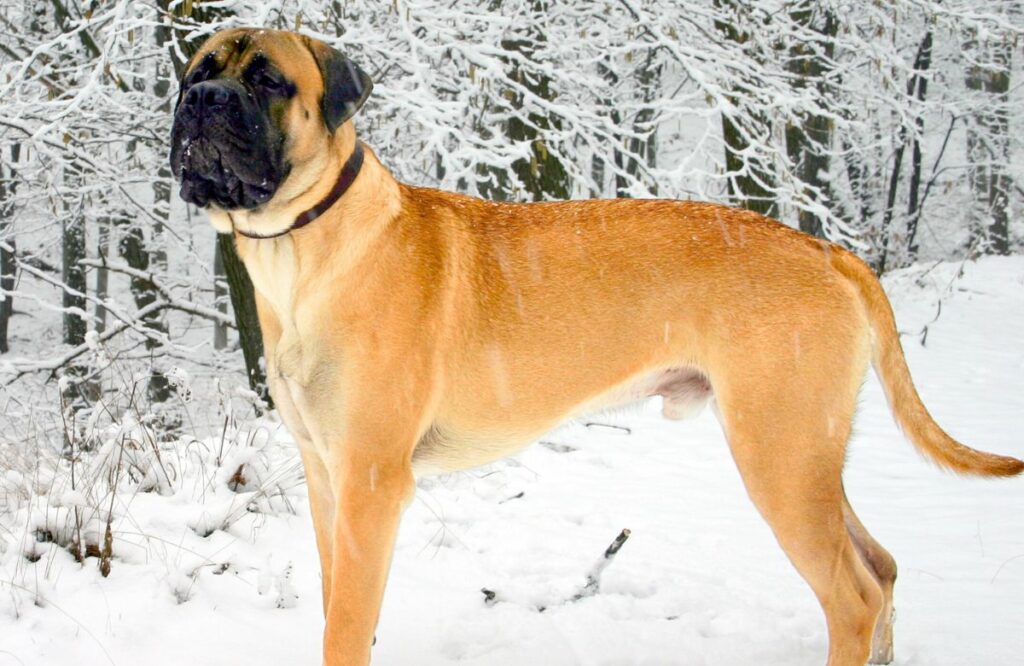 different mastiff breeds
