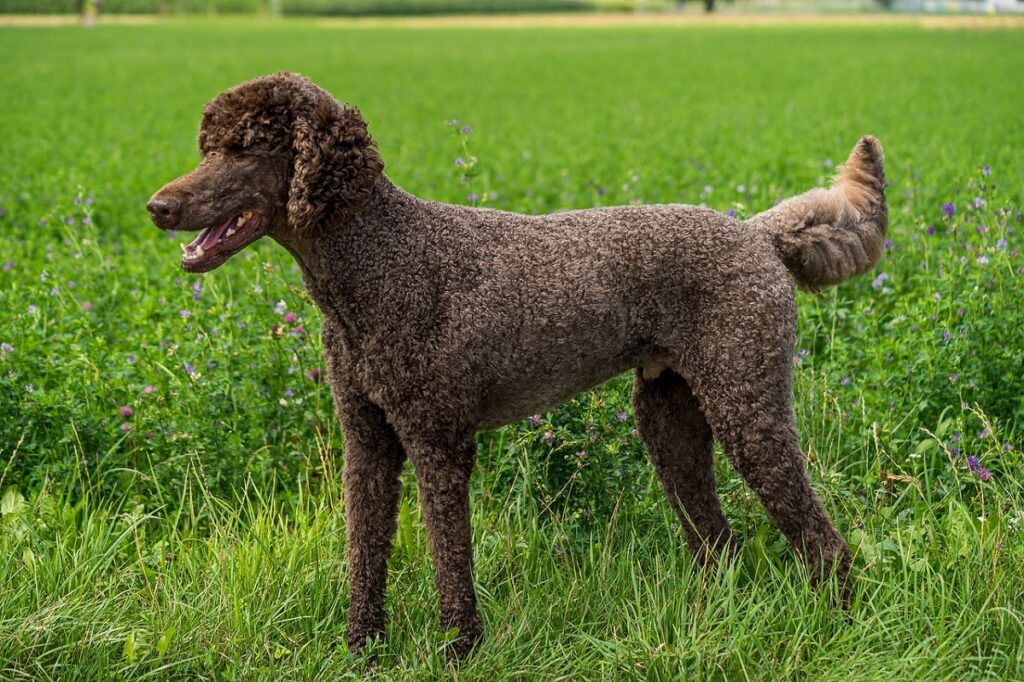 different poodle breeds
