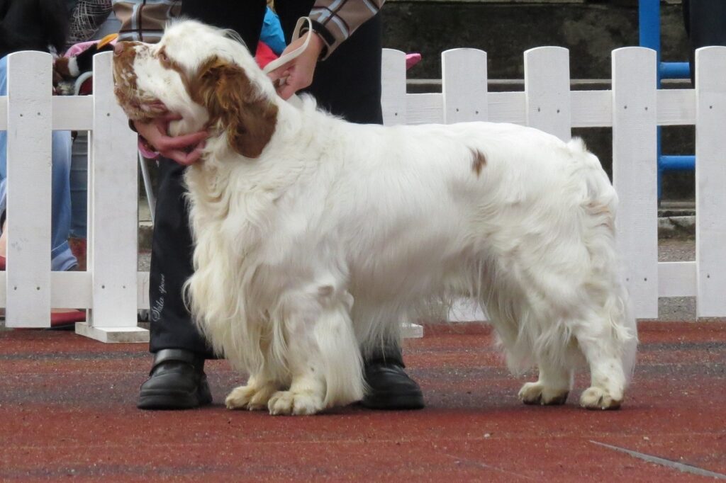 different spaniel breeds
