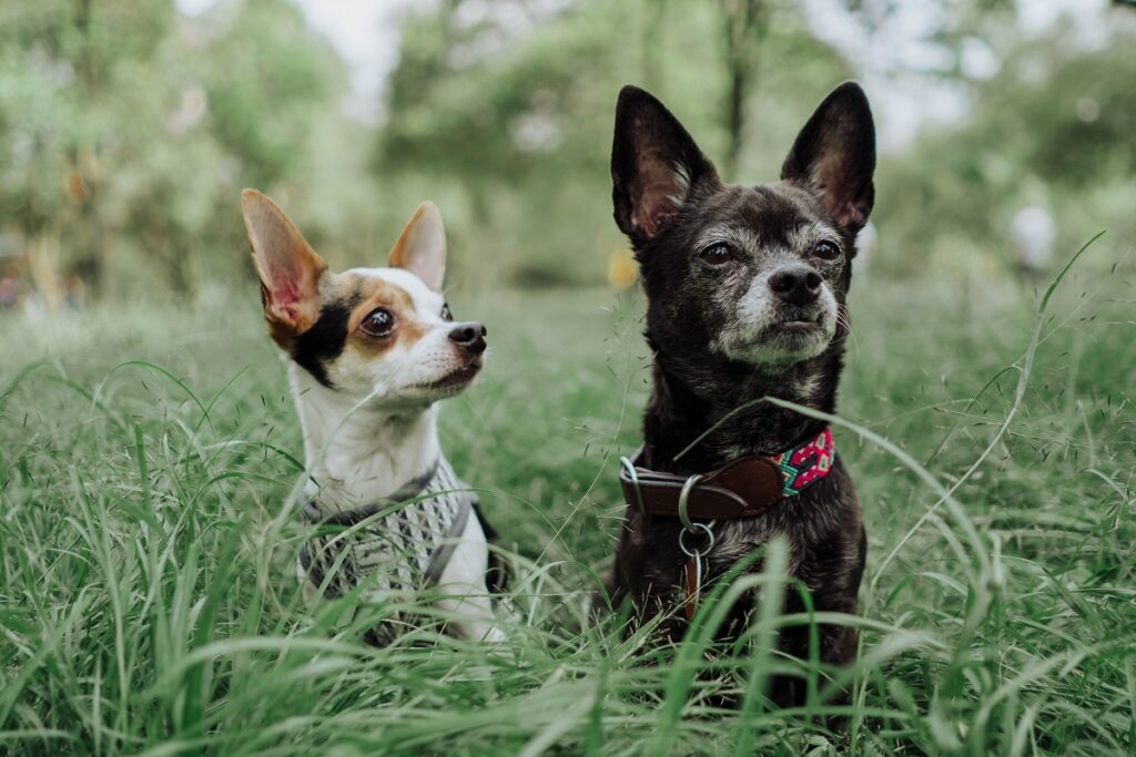 different types of chihuahuas
