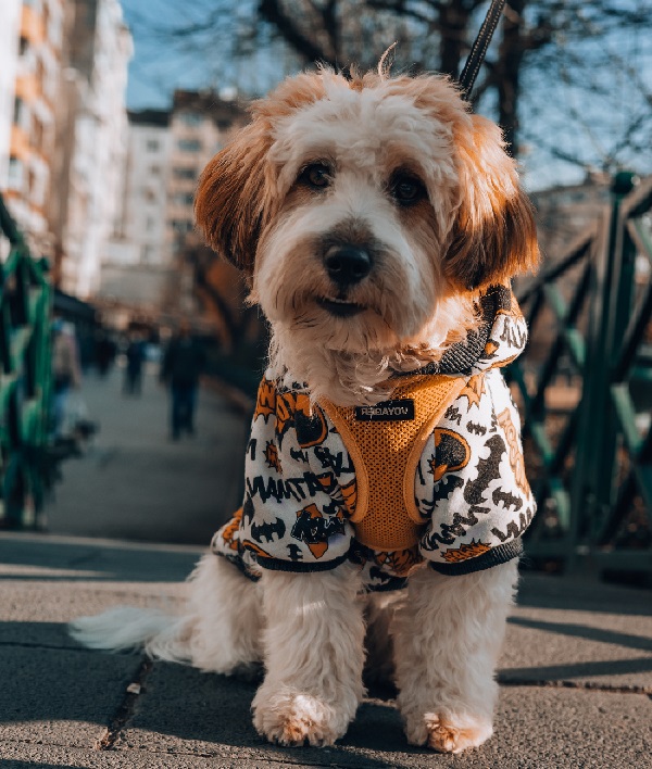 different types of doodle dogs
