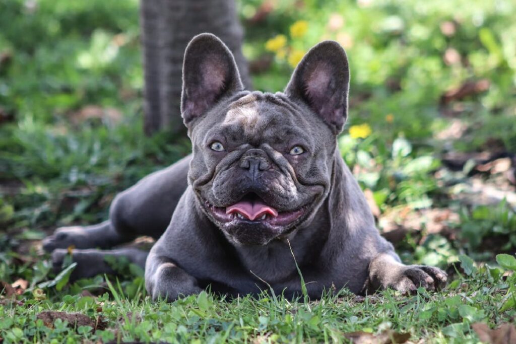 different types of frenchies