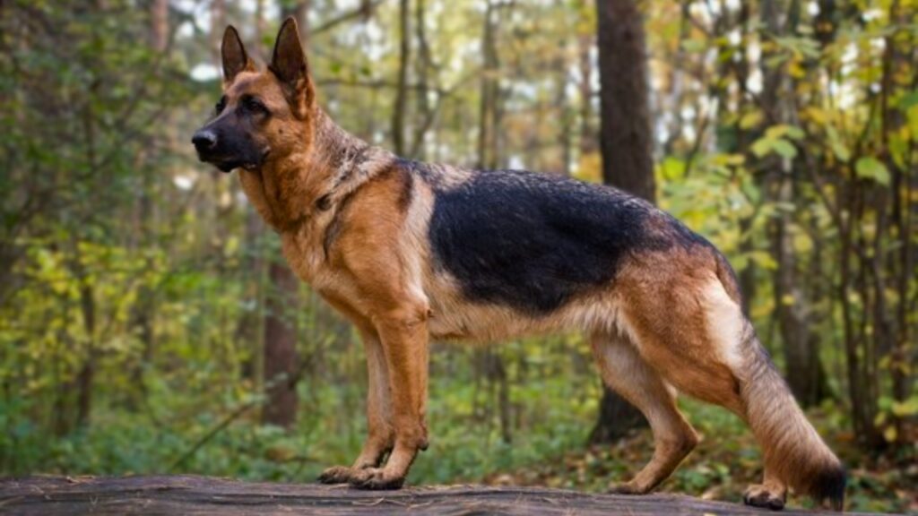 different types of german shepards