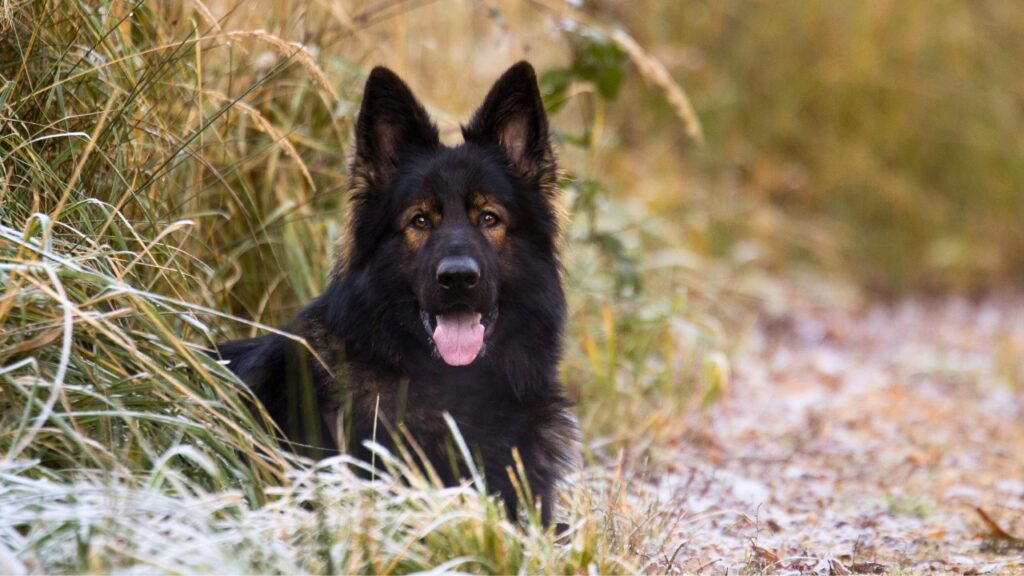 different types of german shepherds
