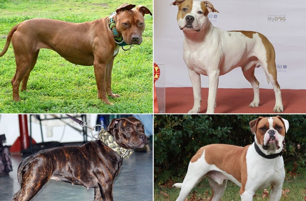 different types of pitbull breeds
