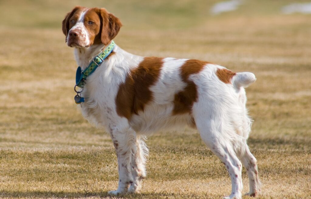 different types of spaniels
