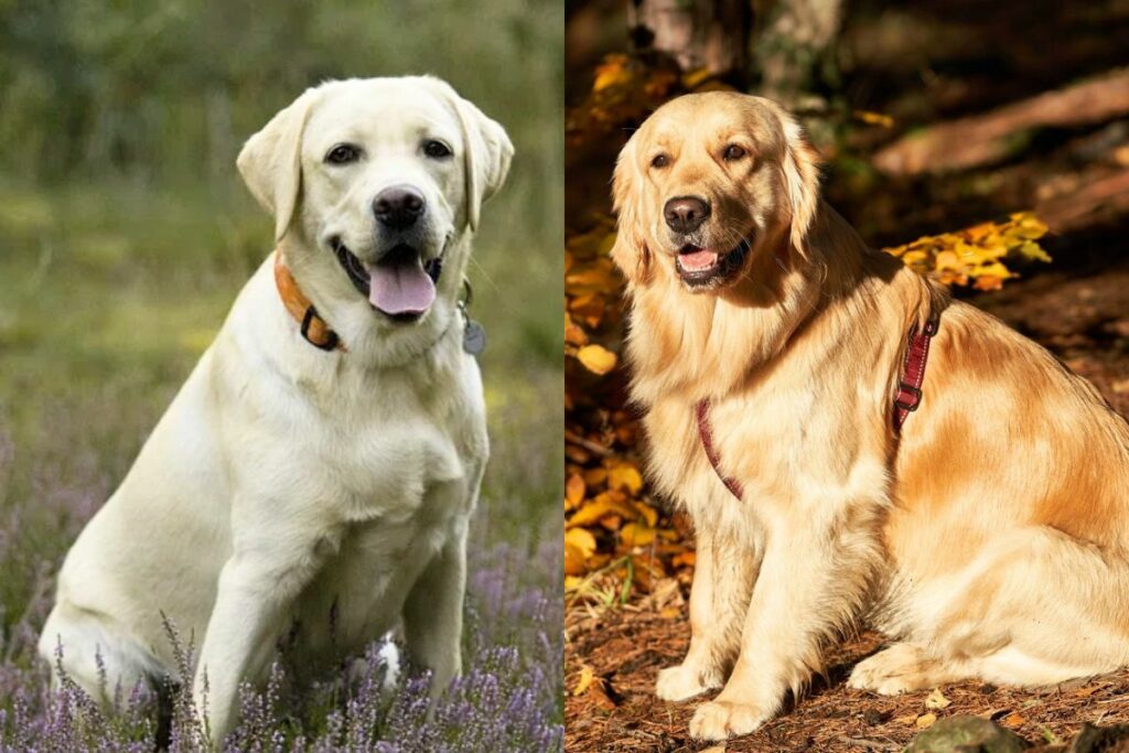 do labradors shed more than golden retrievers
