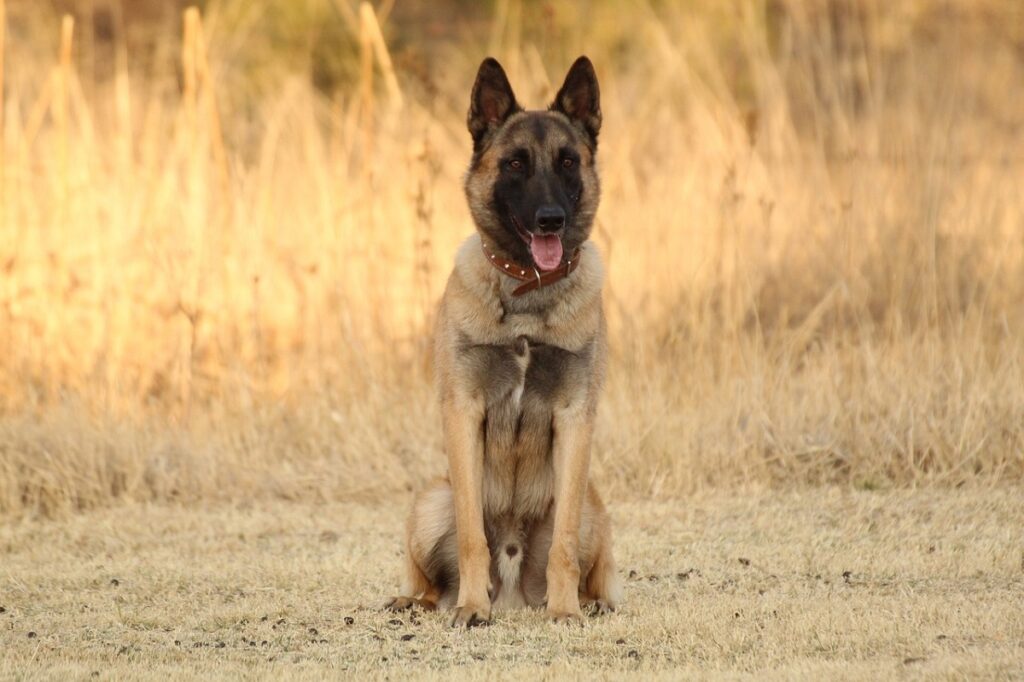 do mountain lions attack dogs