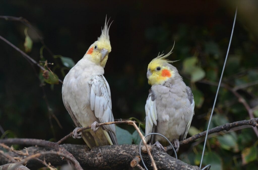 do parrots talk