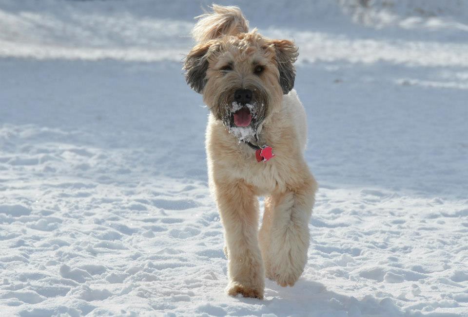 getty images do terriers shed