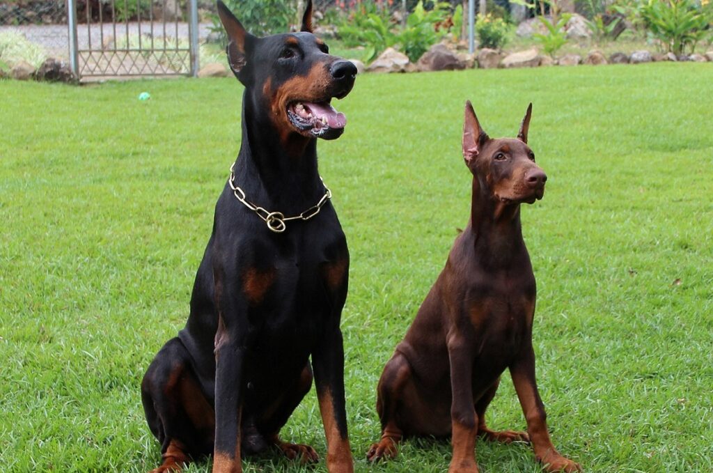 doberman life expectancy male
