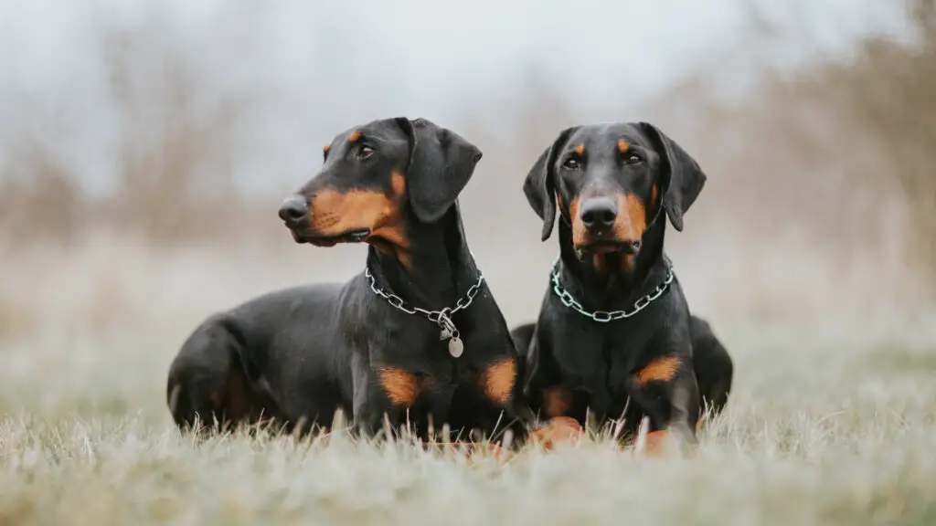 doberman guard dog